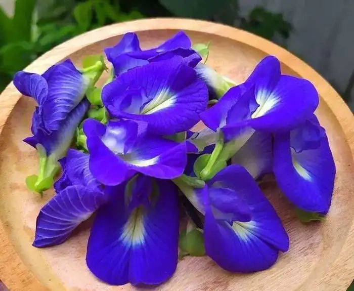 Bunga Telang (Clitoria ternatea) - Gambar 2