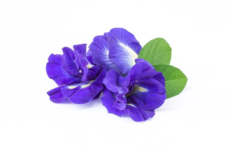 Bunga Telang (Clitoria ternatea) - Gambar 3