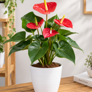 Anthurium Merah – Tanaman Hias Indoor