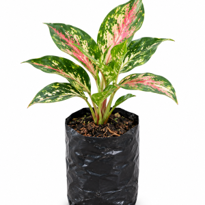 Bibit Aglaonema Variegata