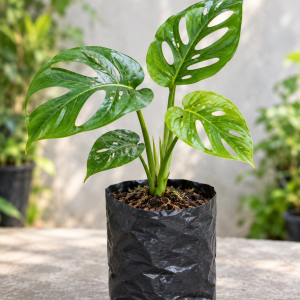 Bibit Monstera Adansonii